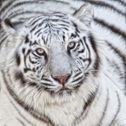 White tiger